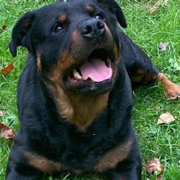 Rottweilers from Terri VanNatter
