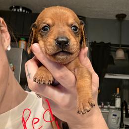 Frankie - Red male Dachshund puppy in Farmington, Missouri from Southeast mo Miniature dachshunds