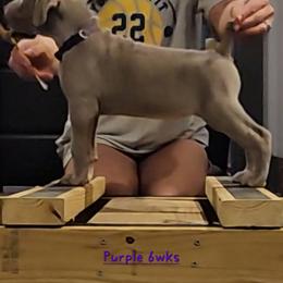 Purple Collar - Silver gray female Weimaraner puppy in Indiana from So-IN Weimaraner's