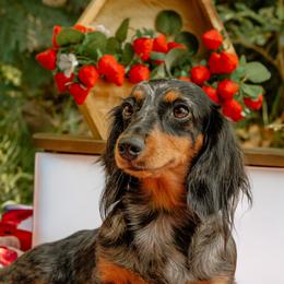 Storm - Dachshund