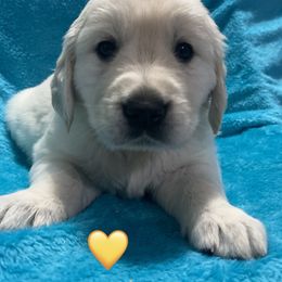 Miss 💛 - Light golden Golden Retriever puppy in Indepenence, Missouri from Goldenhubb