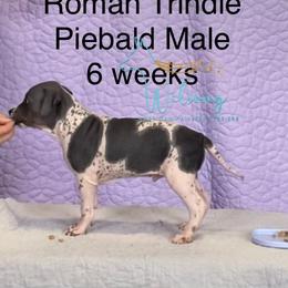 Roman - White and black male American Hairless Terrier puppy in Smith Center, Kansas from Wilsong Kennel