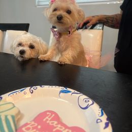 Morkie Puppies from My Precious Pups