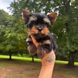 Orange boy - Black and tan male Yorkshire Terrier puppy in Cornelia, Georgia from Kruz Kennels