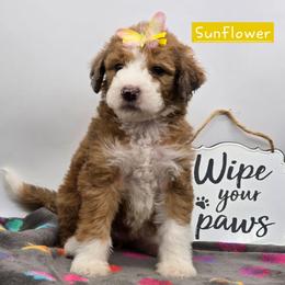 Sunflower - Sable female Bernedoodle puppy in Neillsville, Wisconsin from Granton Creek