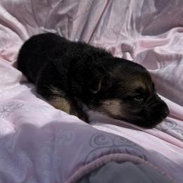 Mocha - Black and tan female German Shepherd puppy in Perkasie, Pennsylvania from Twila Ruth Herot