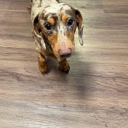 Dachshund All Grown Up from DANIELLE HURT