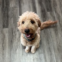 Penny - Goldendoodle