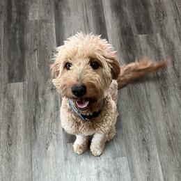 Penny - Goldendoodle
