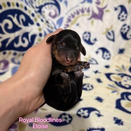 Eloise - Black and tan female Dachshund puppy in Wooldridge, Missouri from Royal Bloodline Canines