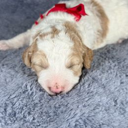 Phoebe Red collar - Parti female Goldendoodle puppy in Lexington, North Carolina from Deborah’s Doodles