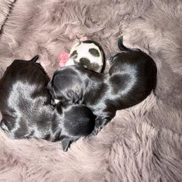 Yorkshire Terrier puppies from Nesha's Pawrific Tails