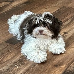 Dolly - Havanese