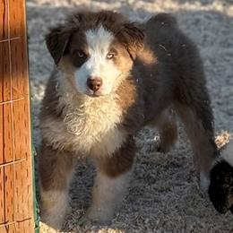 Cedar - Red tri-color male Australian Shepherd puppy in Ellensburg, Washington from Creekside Aussies