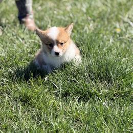 Red collar - White and black male Pembroke Welsh Corgi puppy in Monterey, Tennessee from Co-Pilot Corgis