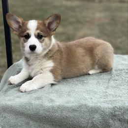 Bodie - Sable male Pembroke Welsh Corgi puppy in Creston, Iowa from GSF Pembroke Welsh Corgis