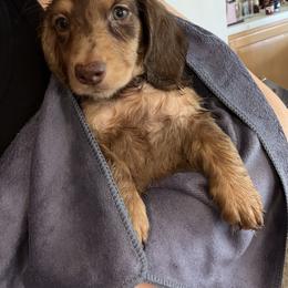 Cockapoo, Dachshund, and Miniature Schnauzer Puppies from LUXEYPUPS