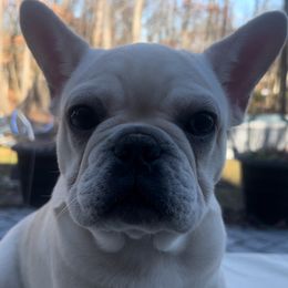 Marshmallow - Cream French Bulldog puppy in East Brunswick, New Jersey from Pardon Our Official Frenchies