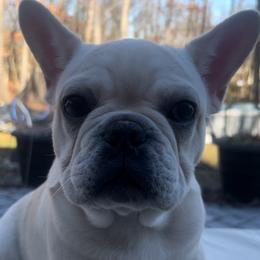 Marshmallow - Cream French Bulldog puppy in East Brunswick, New Jersey from Pardon Our Official Frenchies