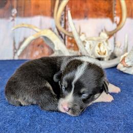Adam Kendall - Black and tan male American Corgi puppy in Shawnee, Oklahoma from Sunray Ranch