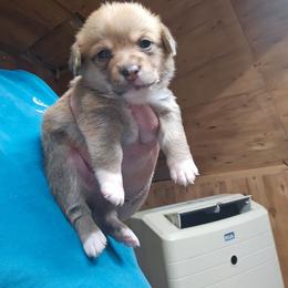 Purple Girl - White and red female Pembroke Welsh Corgi puppy in Keysville, Virginia from CL&L Corgi's