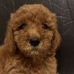 Girl 3 - Red  Goldendoodle puppy in Lancaster, South Carolina from MJ's Designer Doodles