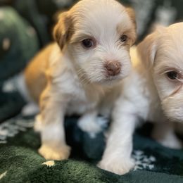 Noelle - Havanese puppy from Dean Supreme
