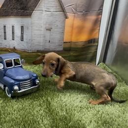 Shaded Red Wirehair Male (purple collar) - Red male Dachshund puppy in Killeen, Texas from Southern Dachshunds