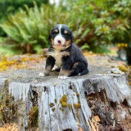 Shazam (Orange Collar) - Black rust and white male Bernese Mountain Dog puppy in Stanwood, Washington from Butter Cup Pups and Paws
