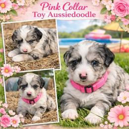 Pink collar toy - Blue merle female Aussiedoodle puppy in 32046, Florida from River Hill Ranch
