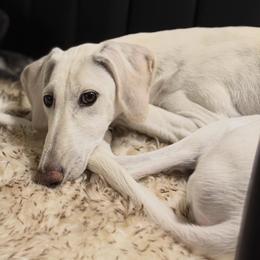 Electra - Cream female Saluki puppy in Grass Valley, California from Sahar Paz Salukis