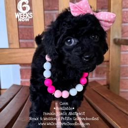 Cove - Black female Goldendoodle puppy in Orange, Texas from Walk with Me Doodles