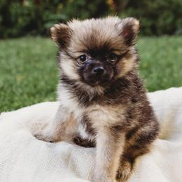 Pomeranians and Siberian Huskies from Meagan's Siberian Huskies & Pomeranians