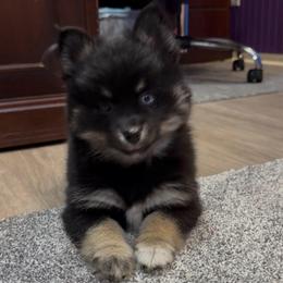 Roxie - Black female Pomsky puppy in Spring Hill, Florida from PDQ Pomskies