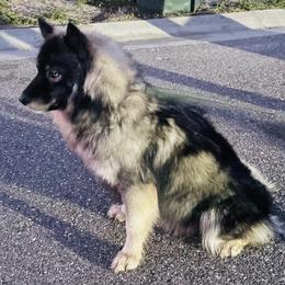 Siberian Huskies from Blessed Huskies of Florida