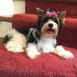 Dede - Biewer Terrier