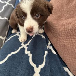 Border Collie Puppies from Athena’s Collies
