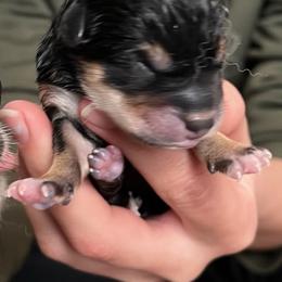 Shiba Inu Puppies from Prairie Shibas