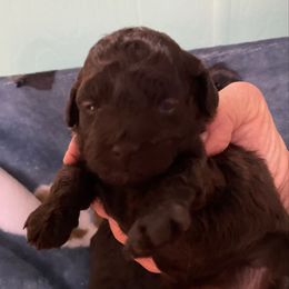 Pitty Pat - Brown female Poodle puppy in Sarasota, Florida from Paradise Poodles