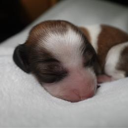 Carole - Piebald female Dachshund puppy in Texarkana, Texas from Lolo&CoDachshunds
