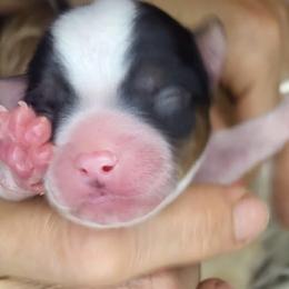 Parti boy 1 - Parti male Yorkshire Terrier puppy in Willow Grove, Pennsylvania from Willow Grove Yorkie