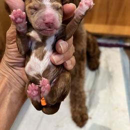 Blue collar boy - Apricot male Goldendoodle puppy in Fairfield, California from Twin Sisters Doodles