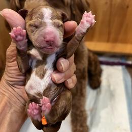 Blue collar boy - Apricot male Goldendoodle puppy in Fairfield, California from Twin Sisters Doodles