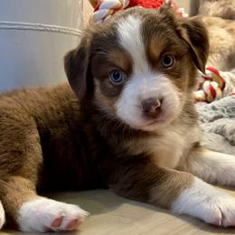 Ivy League - Red tri female Miniature Australian Shepherd puppy in Somerset, Kentucky from Natural Life Ranch