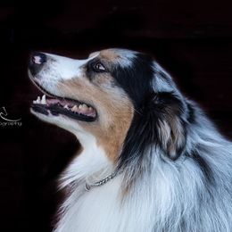 Bohdi - Australian Shepherd