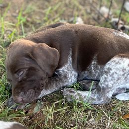 German Shorthaired Pointer Puppies from Copper Ridge Stables