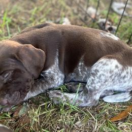 German Shorthaired Pointer Puppies from Copper Ridge Stables