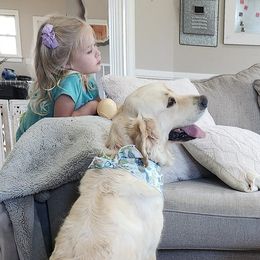 Nora - Golden Retriever