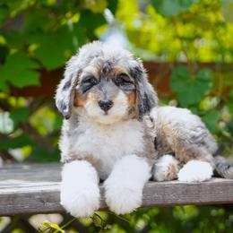 Flower - Merle female Bernedoodle puppy in Spokane, Washington from Lilac City Doodles