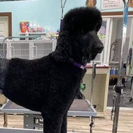 Poodles from Poodle Origins